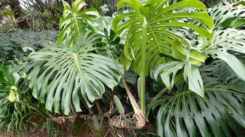 Types Of Monstera Plants - A Guide to Varieties and Growth!